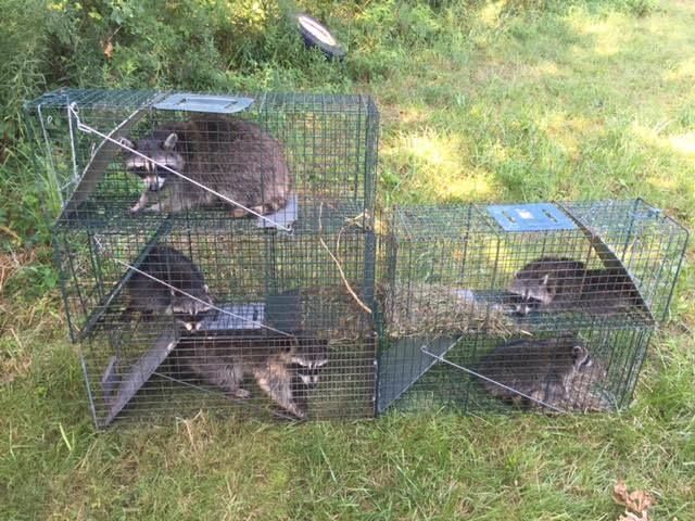 Wildlife Removal Avon Ohio Wildlife Removal Avon Ohio